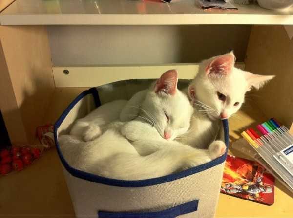 Get Ready For Funny Animals – Part 36 (56 photos)