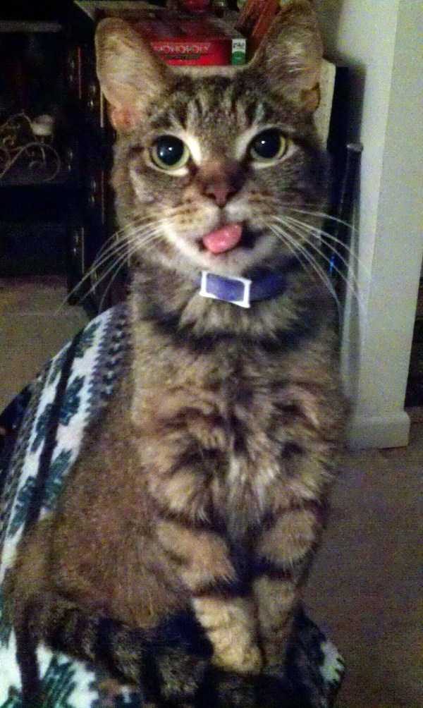 funny animals 42 1 600x1004 Get Ready For Funny Animals – Part 29 (52 photos)