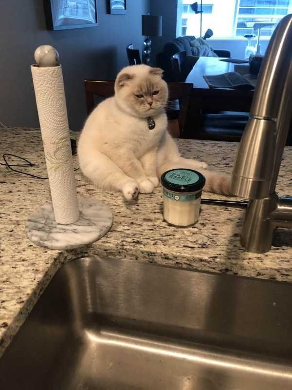 Get Ready For Funny Animals – Part 41 (49 photos)