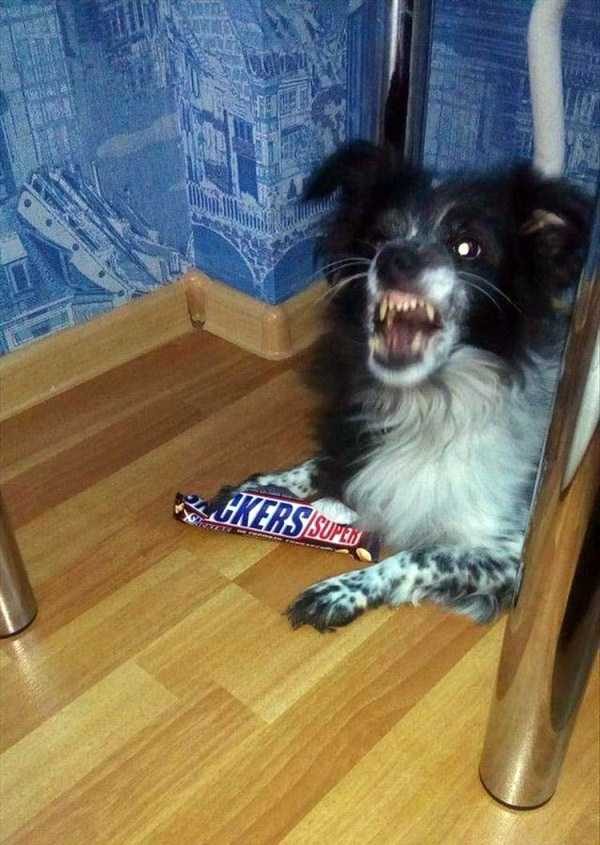 Get Ready For Funny Animals – Part 30 (45 photos)