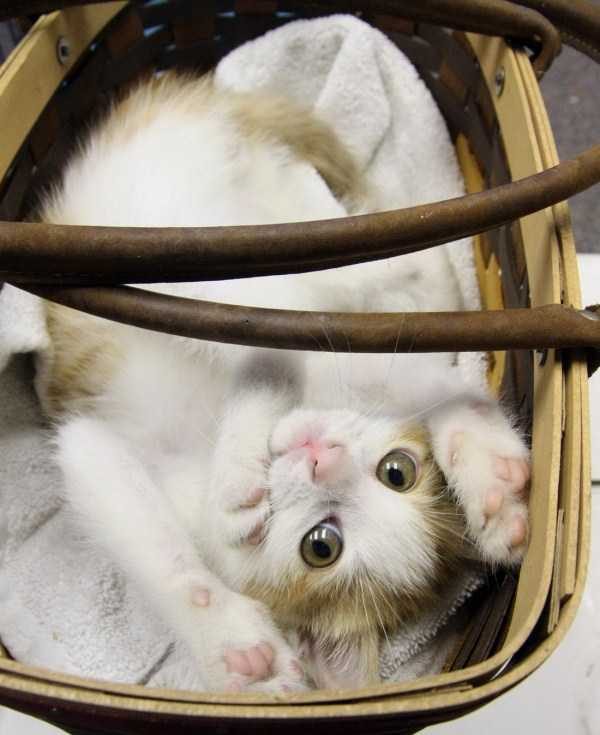 Get Ready For Funny Animals – Part 36 (56 photos)