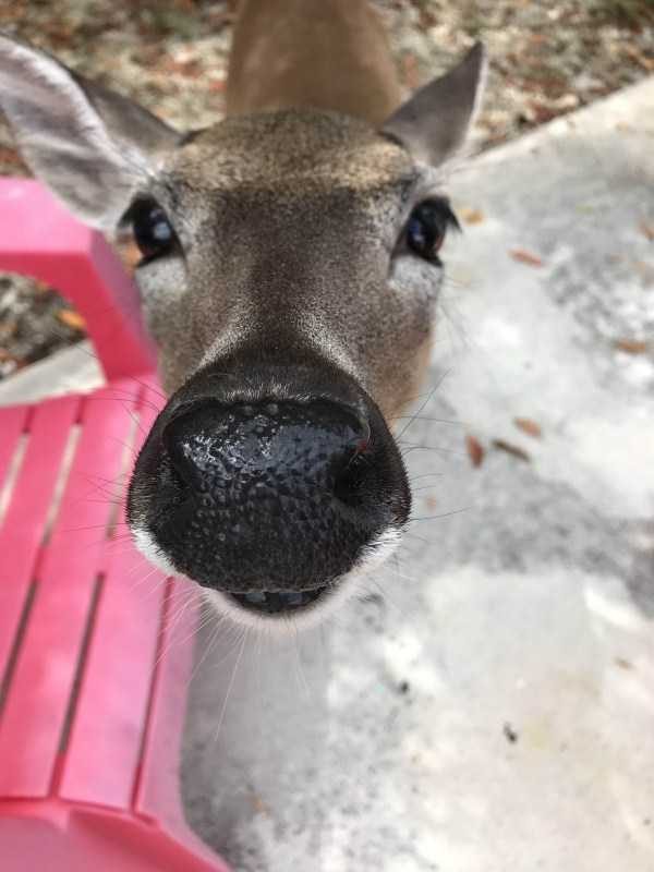 funny animals 42 8 600x800 Get Ready For Funny Animals – Part 37 (45 photos)