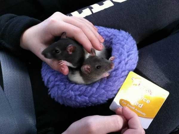 funny animals 43 1 600x451 Get Ready For Funny Animals – Part 29 (52 photos)