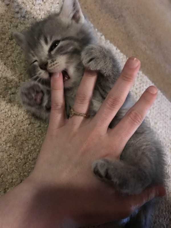 Get Ready For Funny Animals – Part 41 (49 photos)