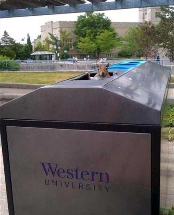 Get Ready For Funny Animals – Part 30 (45 photos)