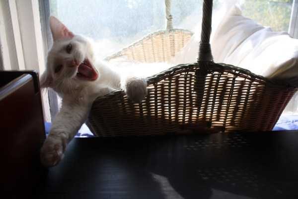 Get Ready For Funny Animals – Part 36 (56 photos)