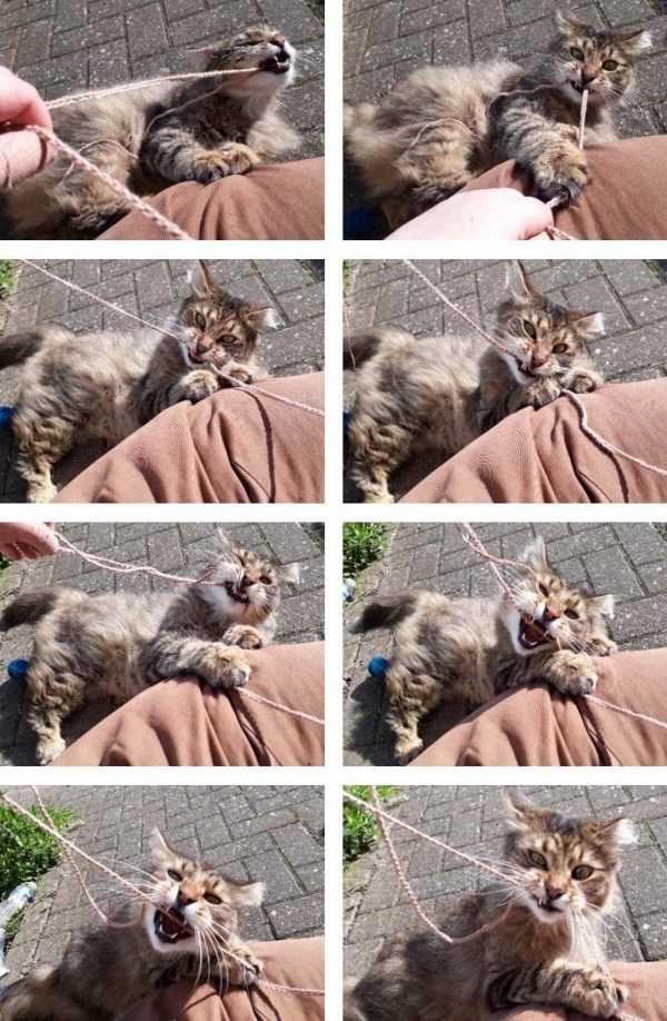 funny animals 43 8 600x918 Get Ready For Funny Animals – Part 37 (45 photos)