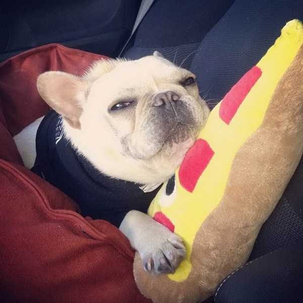 funny animals 44 1 600x600 Get Ready For Funny Animals – Part 29 (52 photos)