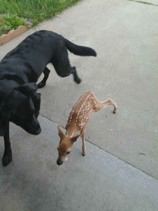 Get Ready For Funny Animals – Part 36 (56 photos)