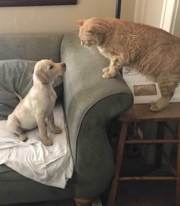 funny animals 44 8 600x688 Get Ready For Funny Animals – Part 37 (45 photos)