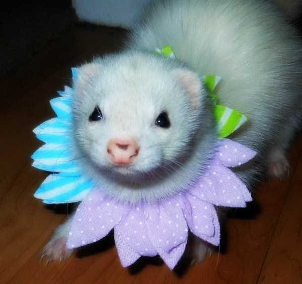 funny animals 45 1 600x565 Get Ready For Funny Animals – Part 29 (52 photos)