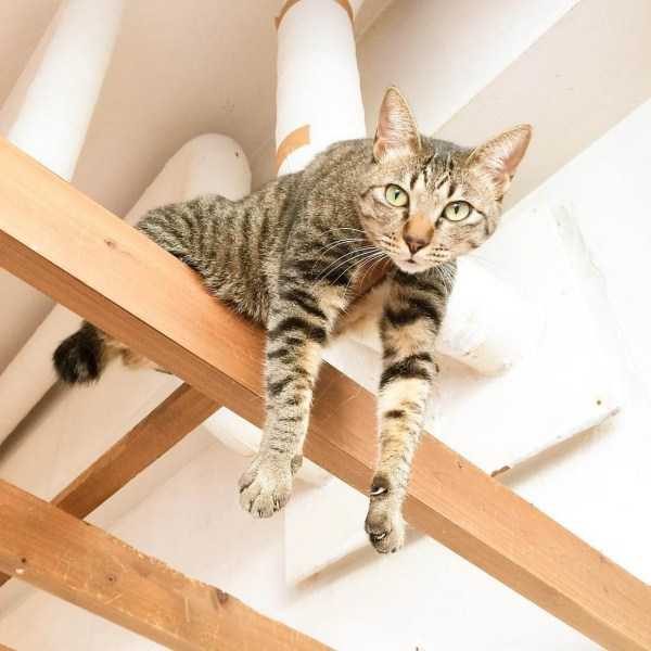 Get Ready For Funny Animals – Part 41 (49 photos)