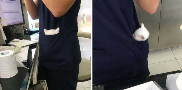 Get Ready For Funny Animals – Part 30 (45 photos)