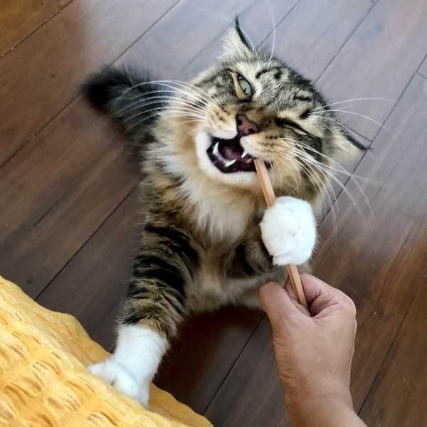 Get Ready For Funny Animals – Part 36 (56 photos)