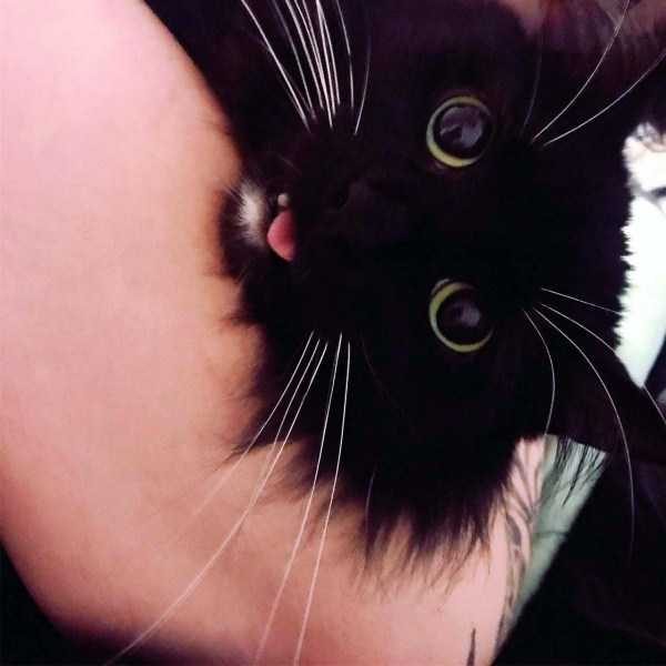 funny animals 45 8 600x600 Get Ready For Funny Animals – Part 37 (45 photos)