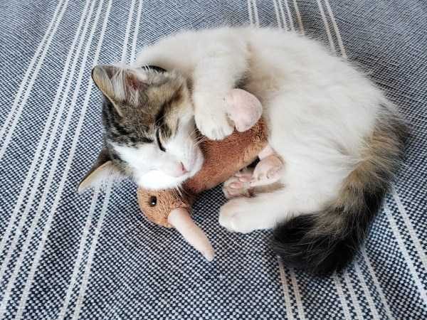 funny animals 46 1 600x450 Get Ready For Funny Animals – Part 29 (52 photos)