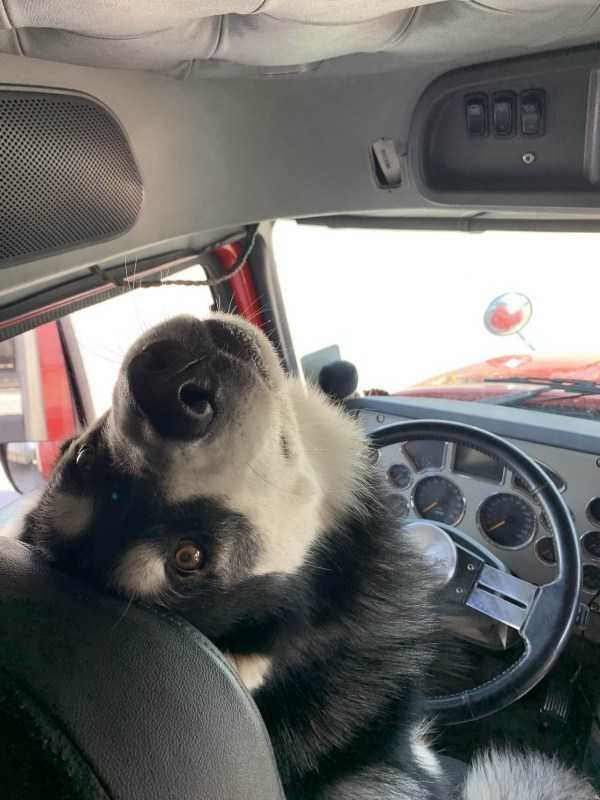 Get Ready For Funny Animals – Part 41 (49 photos)