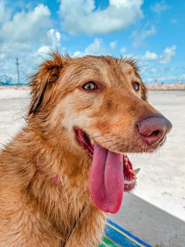 Get Ready For Funny Animals – Part 36 (56 photos)