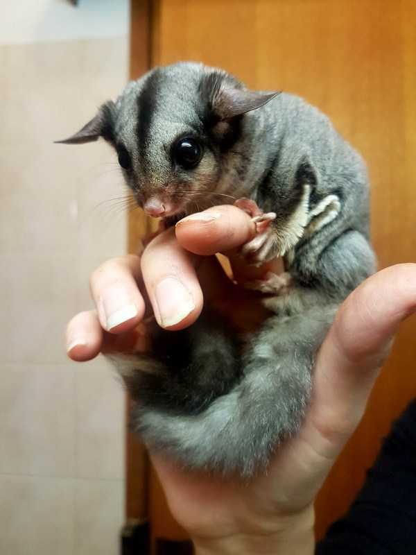 funny animals 47 1 600x800 Get Ready For Funny Animals – Part 29 (52 photos)