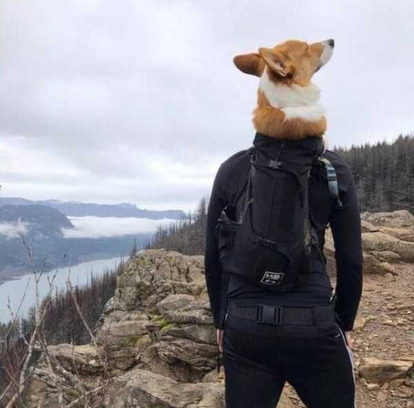 Get Ready For Funny Animals – Part 43 (54 photos)