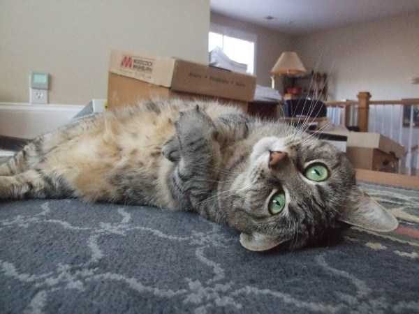 funny animals 48 1 600x450 Get Ready For Funny Animals – Part 29 (52 photos)