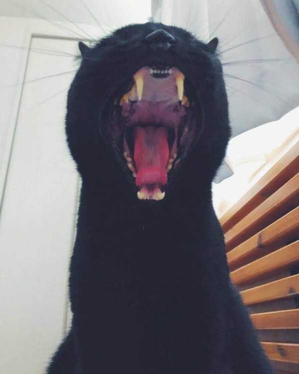 Get Ready For Funny Animals – Part 41 (49 photos)