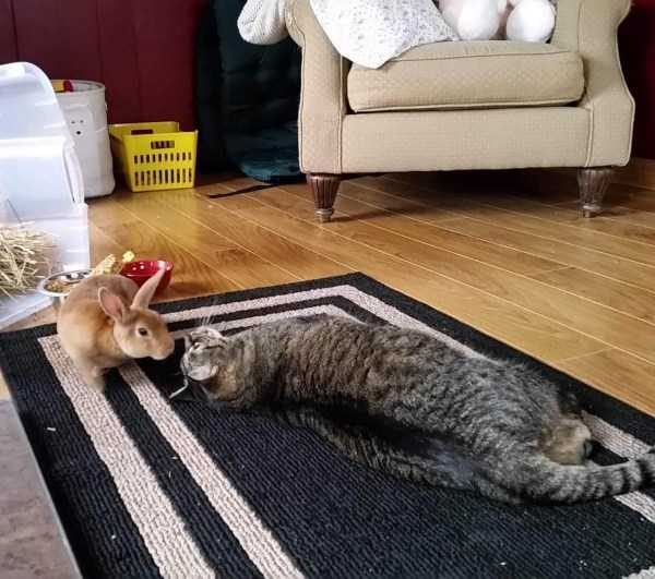 Get Ready For Funny Animals – Part 36 (56 photos)