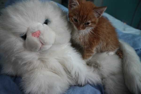 Get Ready For Funny Animals – Part 36 (56 photos)