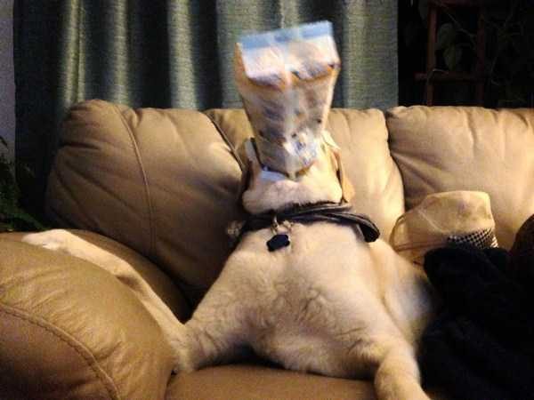 Get Ready For Funny Animals – Part 38 (55 photos)