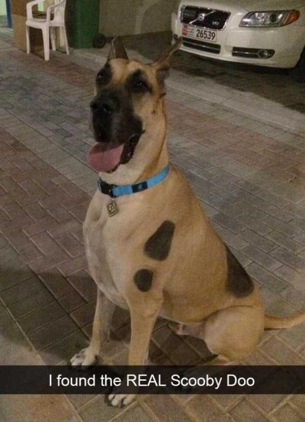 funny animals 5 1 600x828 Get Ready For Funny Animals – Part 29 (52 photos)