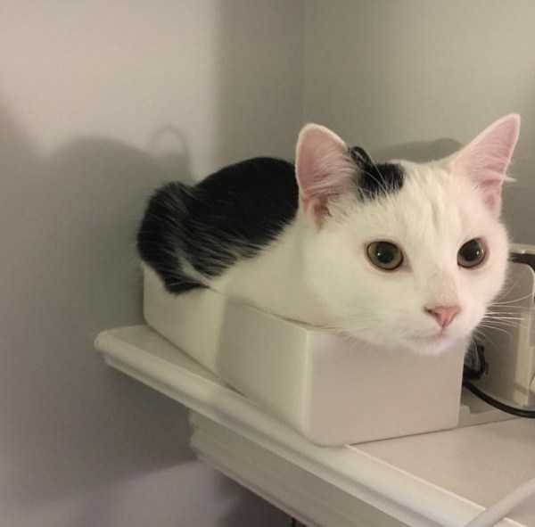 Get Ready For Funny Animals – Part 30 (45 photos)