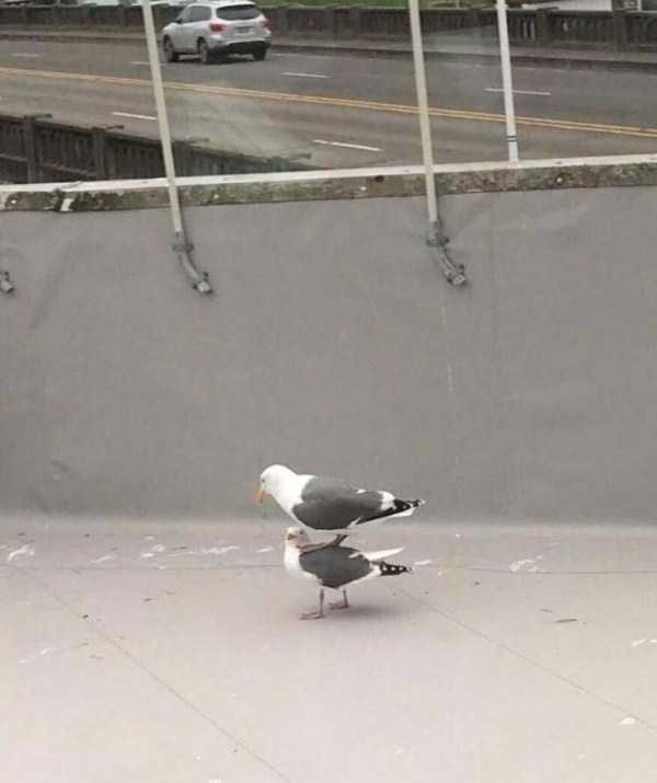 Get Ready For Funny Animals – Part 36 (56 photos)