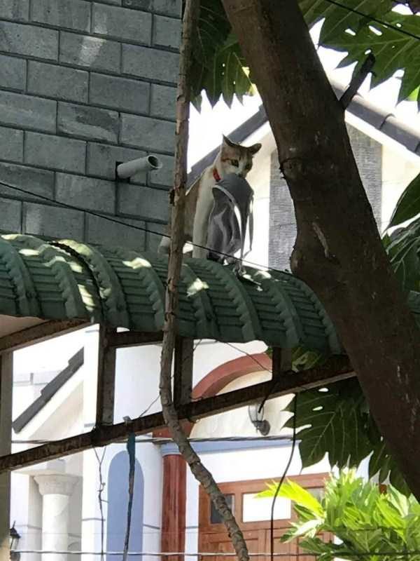 funny animals 5 9 600x800 Get Ready For Funny Animals – Part 37 (45 photos)