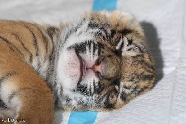 Get Ready For Funny Animals – Part 36 (56 photos)