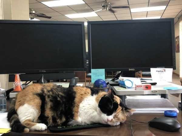 Get Ready For Funny Animals – Part 41 (49 photos)