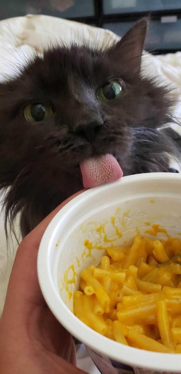 Get Ready For Funny Animals – Part 36 (56 photos)