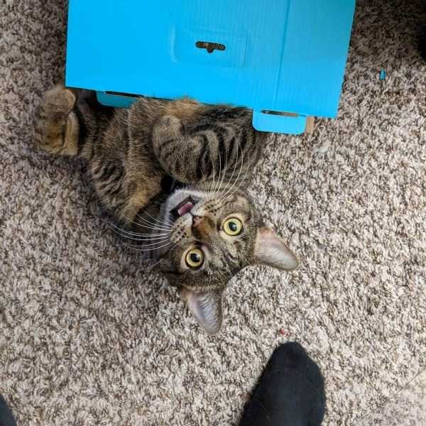 funny animals 52 600x600 Get Ready For Funny Animals – Part 29 (52 photos)