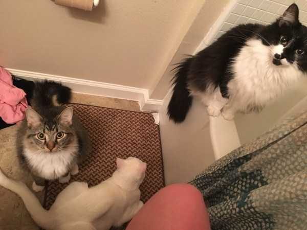 Get Ready For Funny Animals – Part 36 (56 photos)