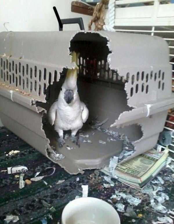 Get Ready For Funny Animals – Part 36 (56 photos)