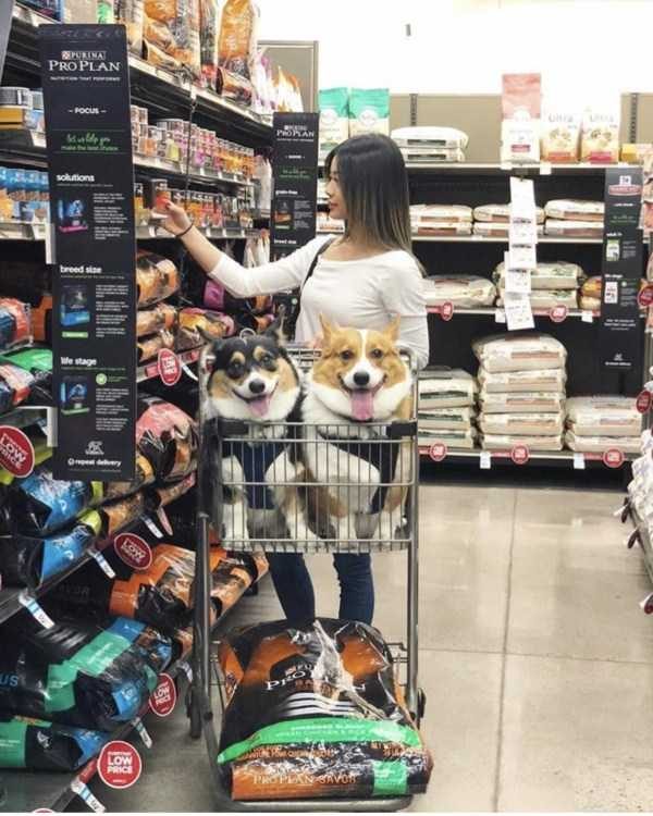 Get Ready For Funny Animals – Part 30 (45 photos)