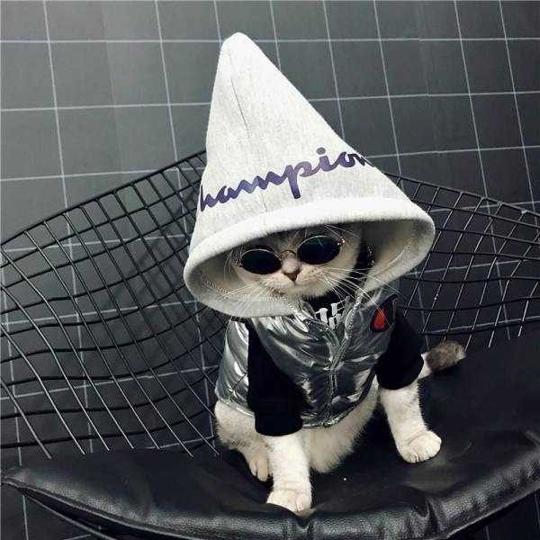 Get Ready For Funny Animals – Part 36 (56 photos)