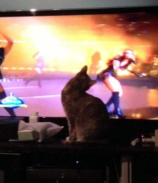 funny animals 7 1 600x698 Get Ready For Funny Animals – Part 29 (52 photos)