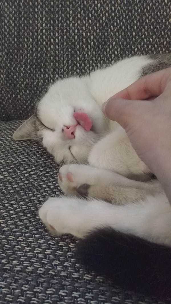 Get Ready For Funny Animals – Part 30 (45 photos)