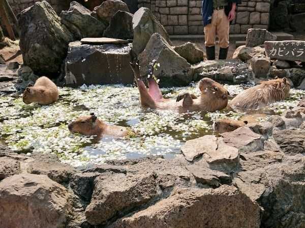 Get Ready For Funny Animals – Part 36 (56 photos)