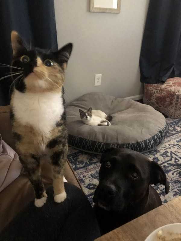 Get Ready For Funny Animals – Part 30 (45 photos)