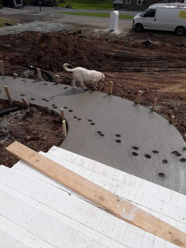 funny animals 8 9 600x800 Get Ready For Funny Animals – Part 37 (45 photos)