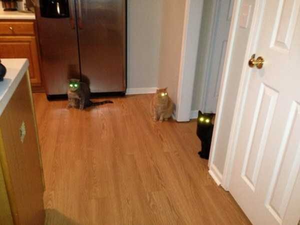 Get Ready For Funny Animals – Part 30 (45 photos)