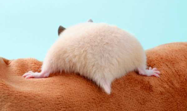 Hamster Butts Are Kinda Cute (21 photos)