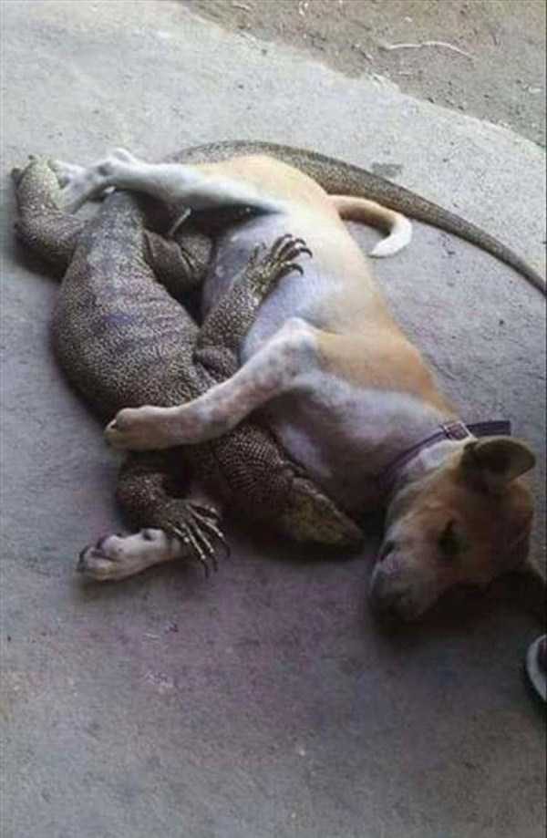 klyker funny picdump 101 1 600x919 Klyker Picdump (128 photos)