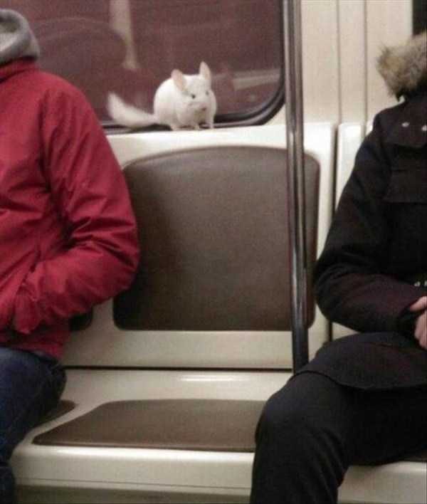 klyker funny picdump 112 1 600x708 Klyker Picdump (128 photos)